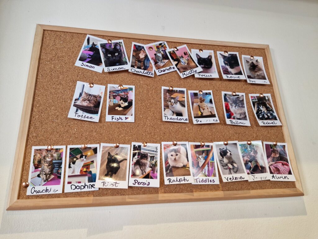 Kitty Cafe Nottingham picture board