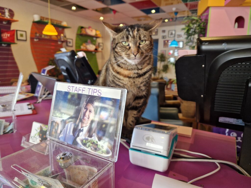 Reception desk Kitty Cafe Nottingham