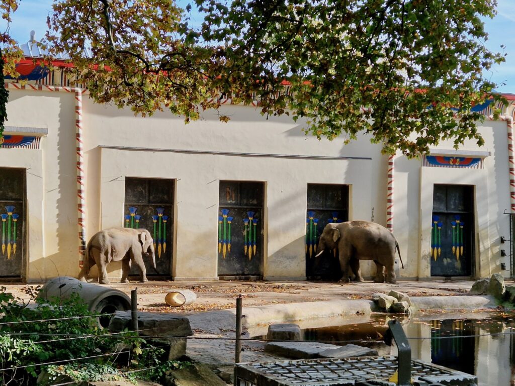 Elephants at Antwerp zoo