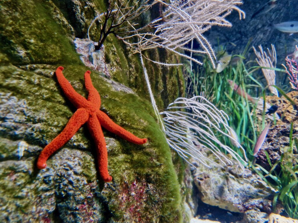 Starfish at Antwerp zoo