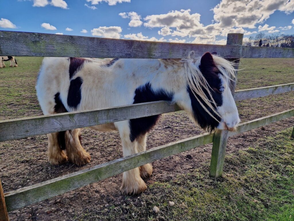 Brown and white horse at Redwings Aylsham