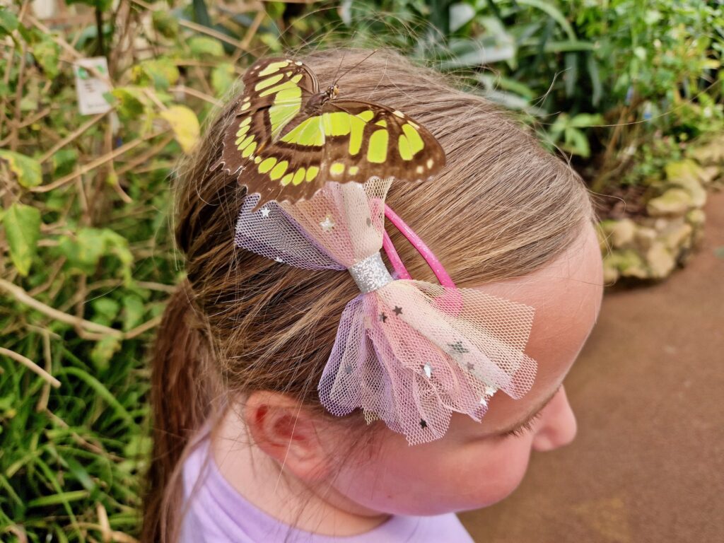 Butterfly on Erin's head at Stratford butterfly farm