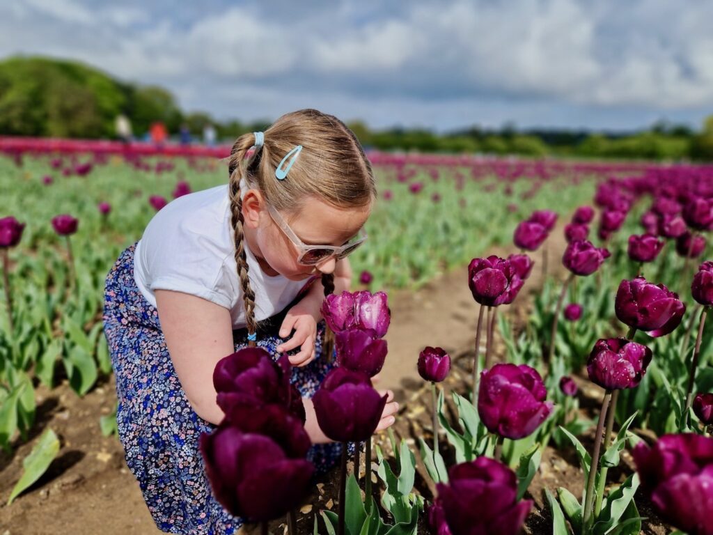 7 year old girl smelling a tulip in a field full of flowers