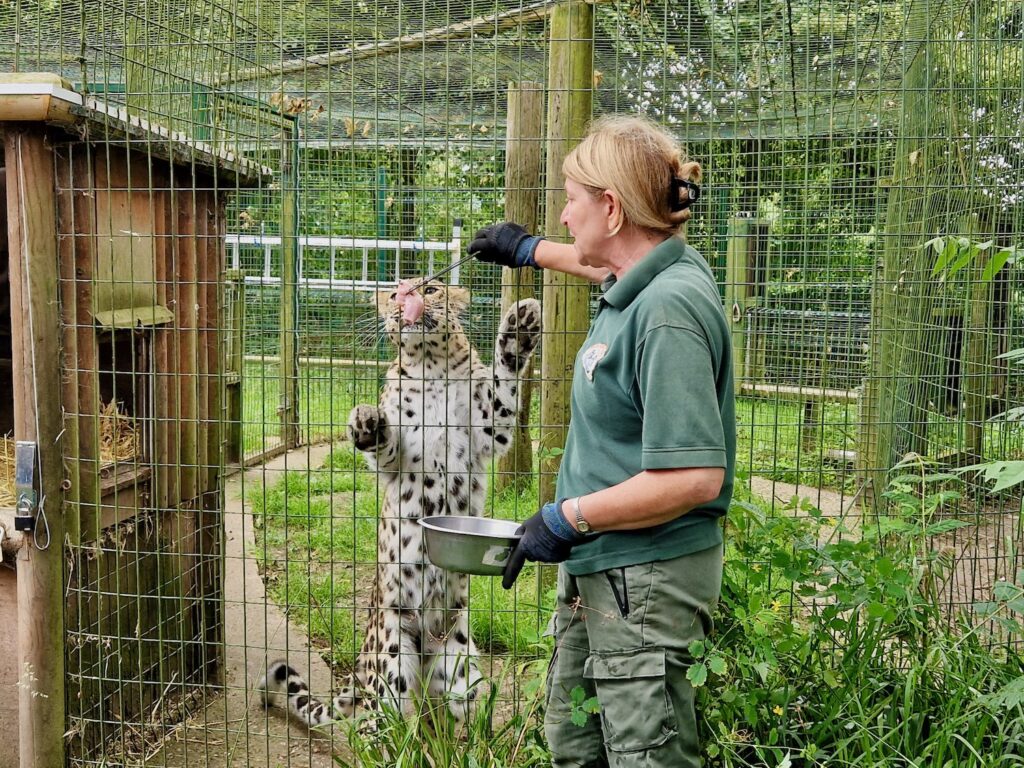 Zoo keeper feeding a leopard through the bars at Thrigby Hall Wildlife Gardens