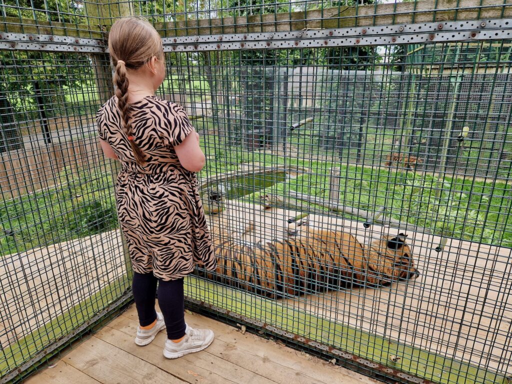 7 year old girl, wearing a tiger print dress, stood near a Sumatran Tiger at Thrigby Hall Wildlife Gardens
