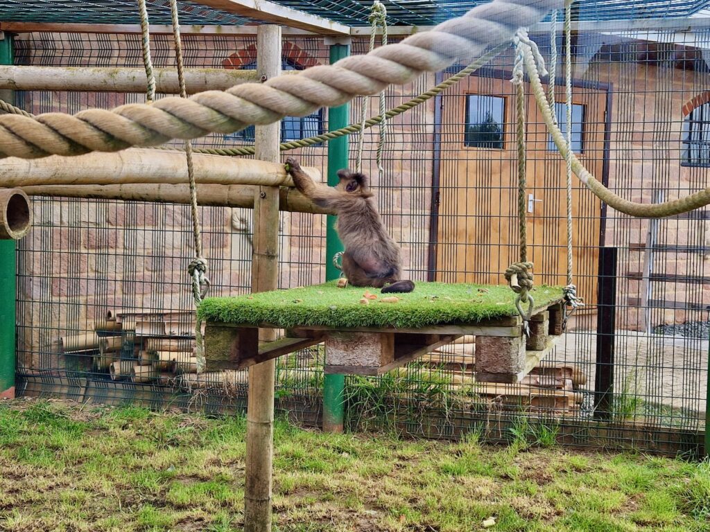 Primate encolsure at Wolds Wildlife Park