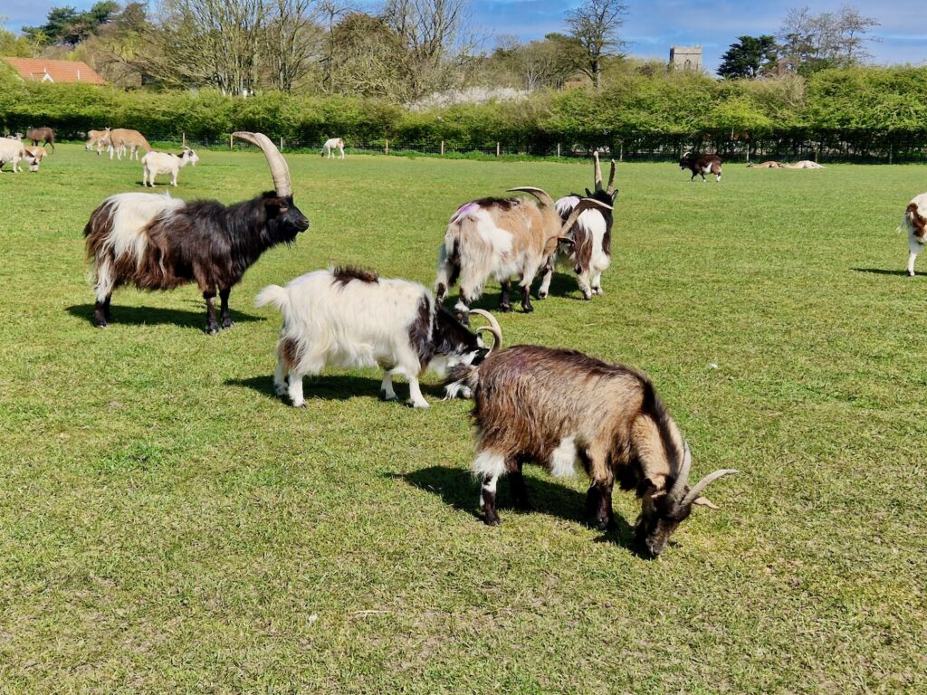 Hillside Shire Horse Sanctuary goats
