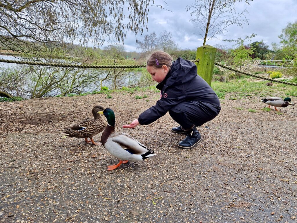 Erin feeding the ducks at Pensthorpe