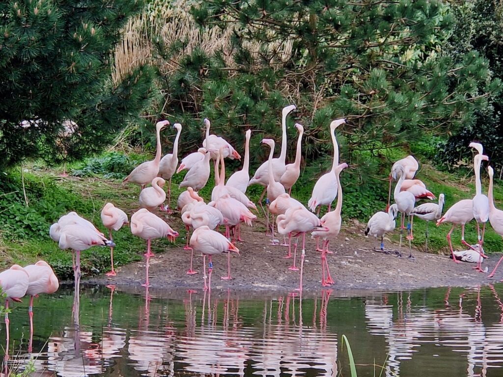 Flamingos at Pensthorpe