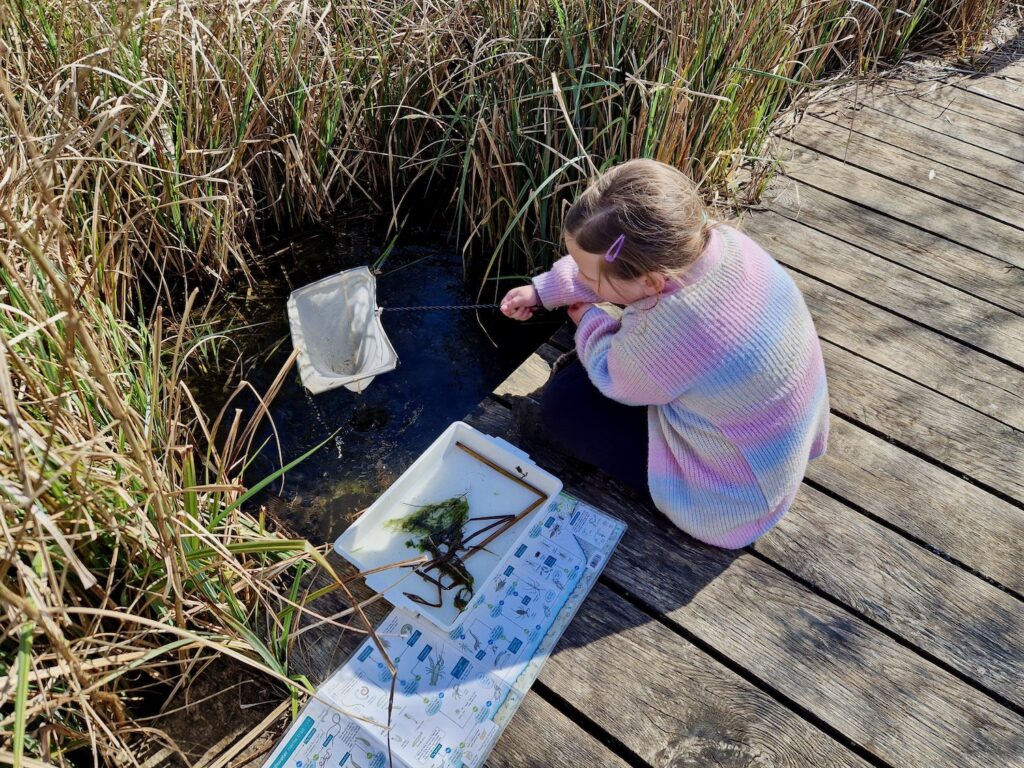 Pond dipping at Pensthorpe