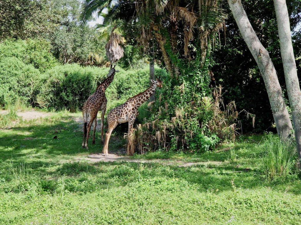 Two giraffes eating from trees on safari at Animal Kingdom