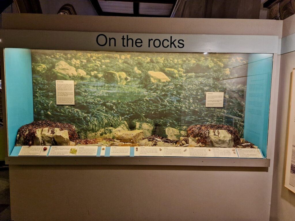 On the Rocks display at Colchester Natural History Museum