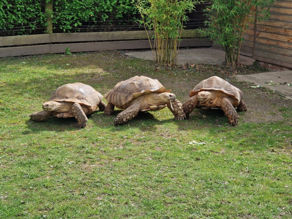 Row of 3 tortoises at Colchester Zoo