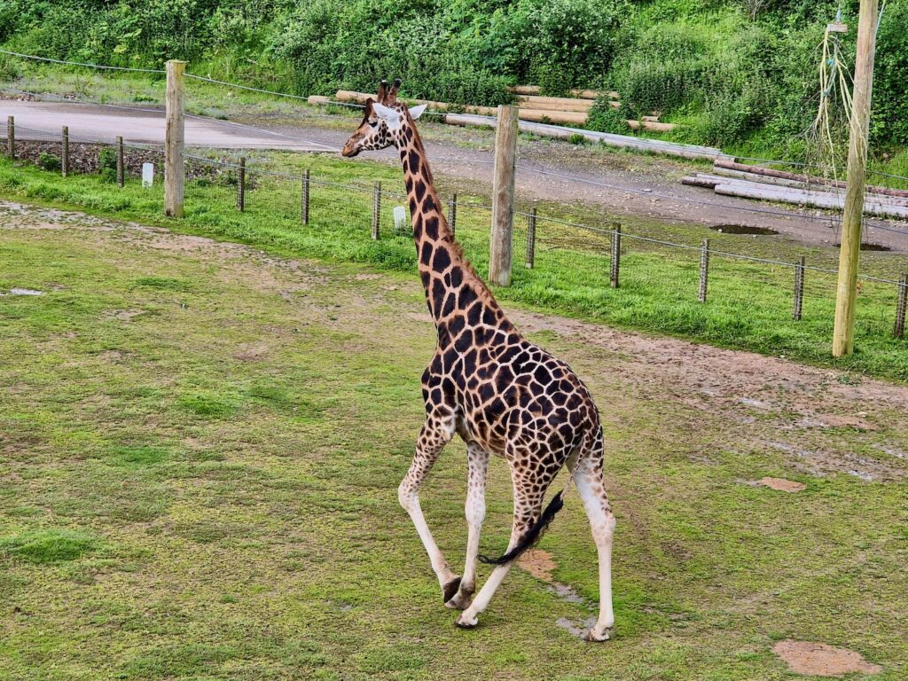 Giraffe at Yorkshire Wildlife Park