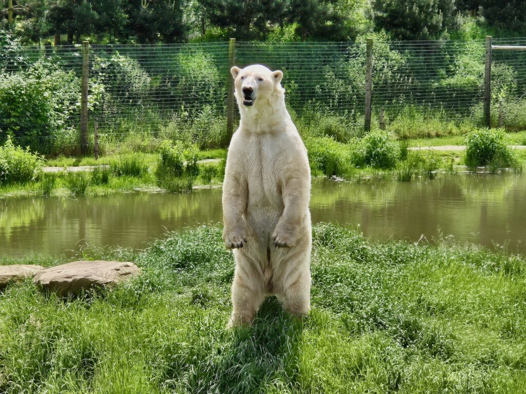 Polar bear at Yorkshire Wildlife Park