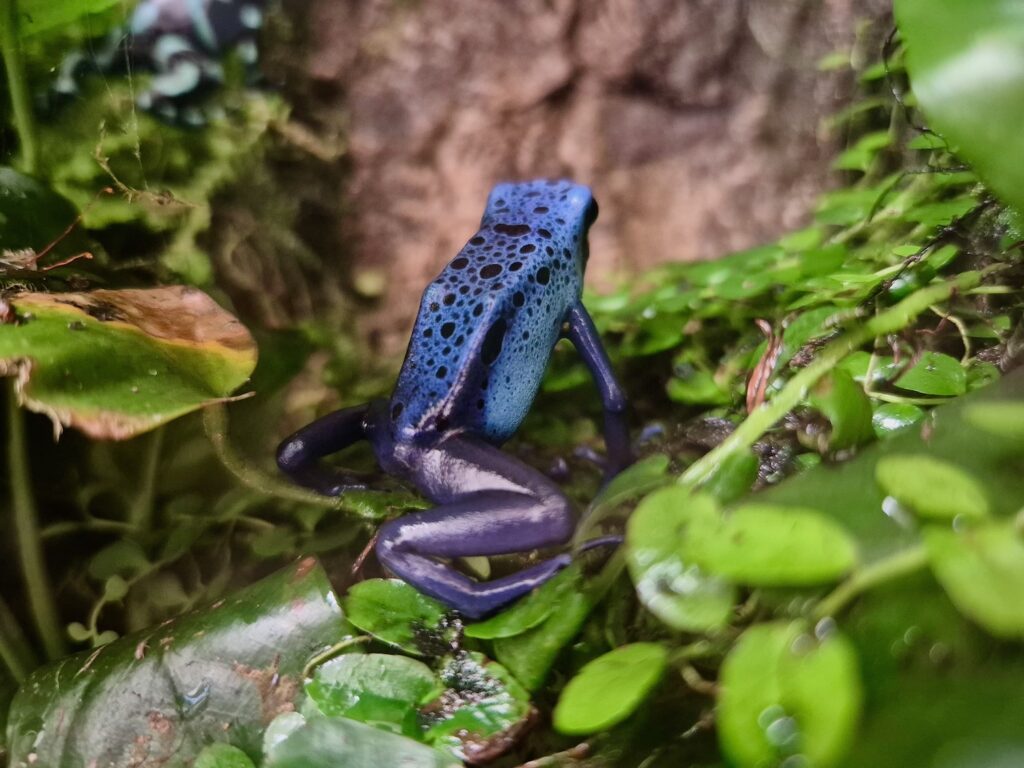 Blue spotty frog at Wroclaw Zoo