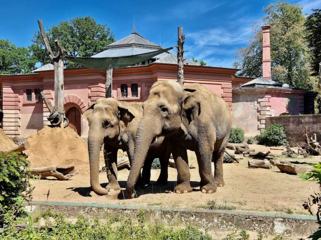 Elephants at Wroclaw Zoo