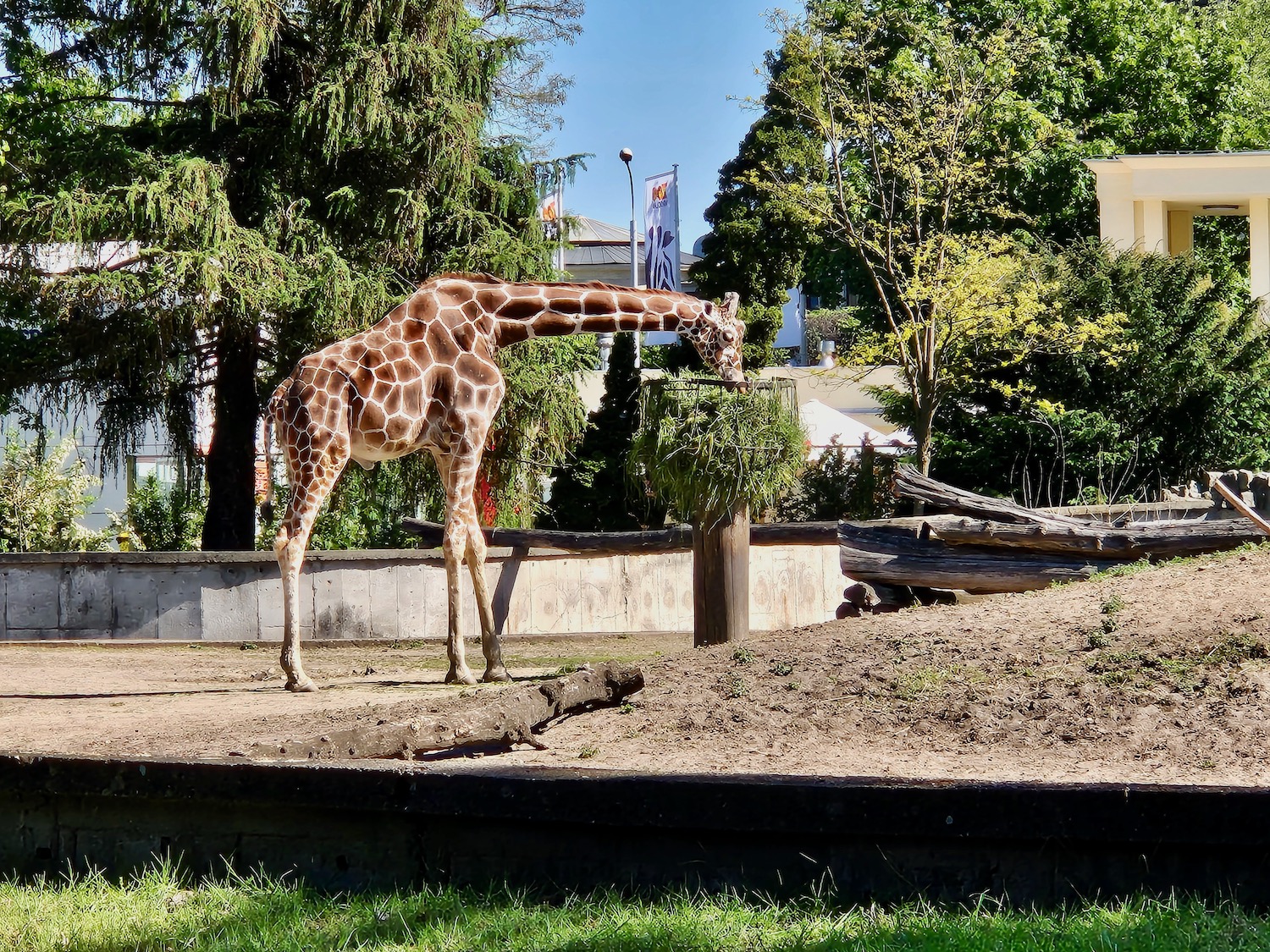 Giraffe eating at Wroclaw Zoo