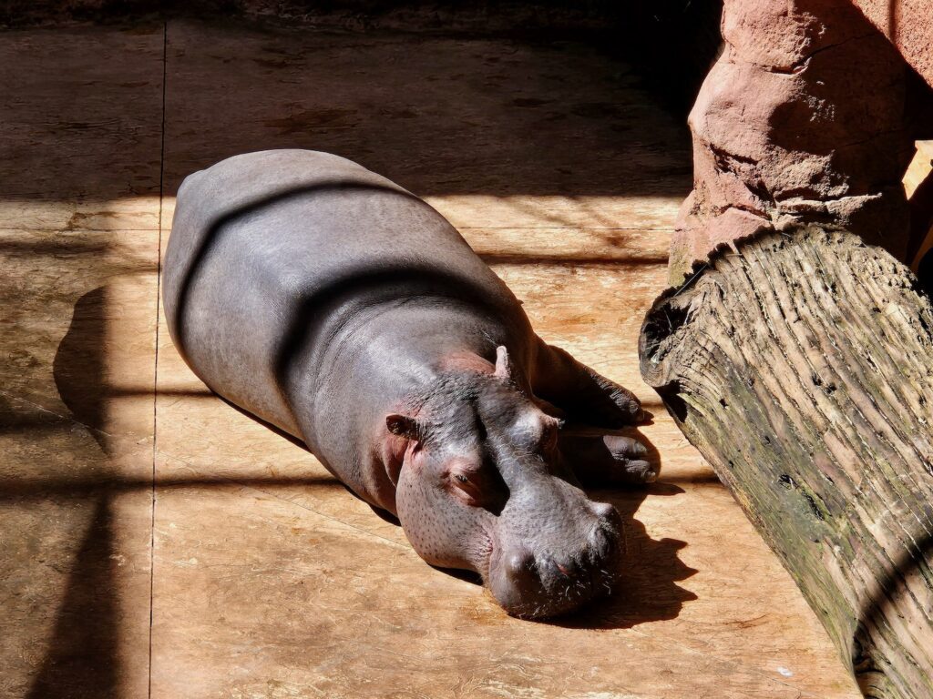 Nile hippo at Wroclaw Zoo