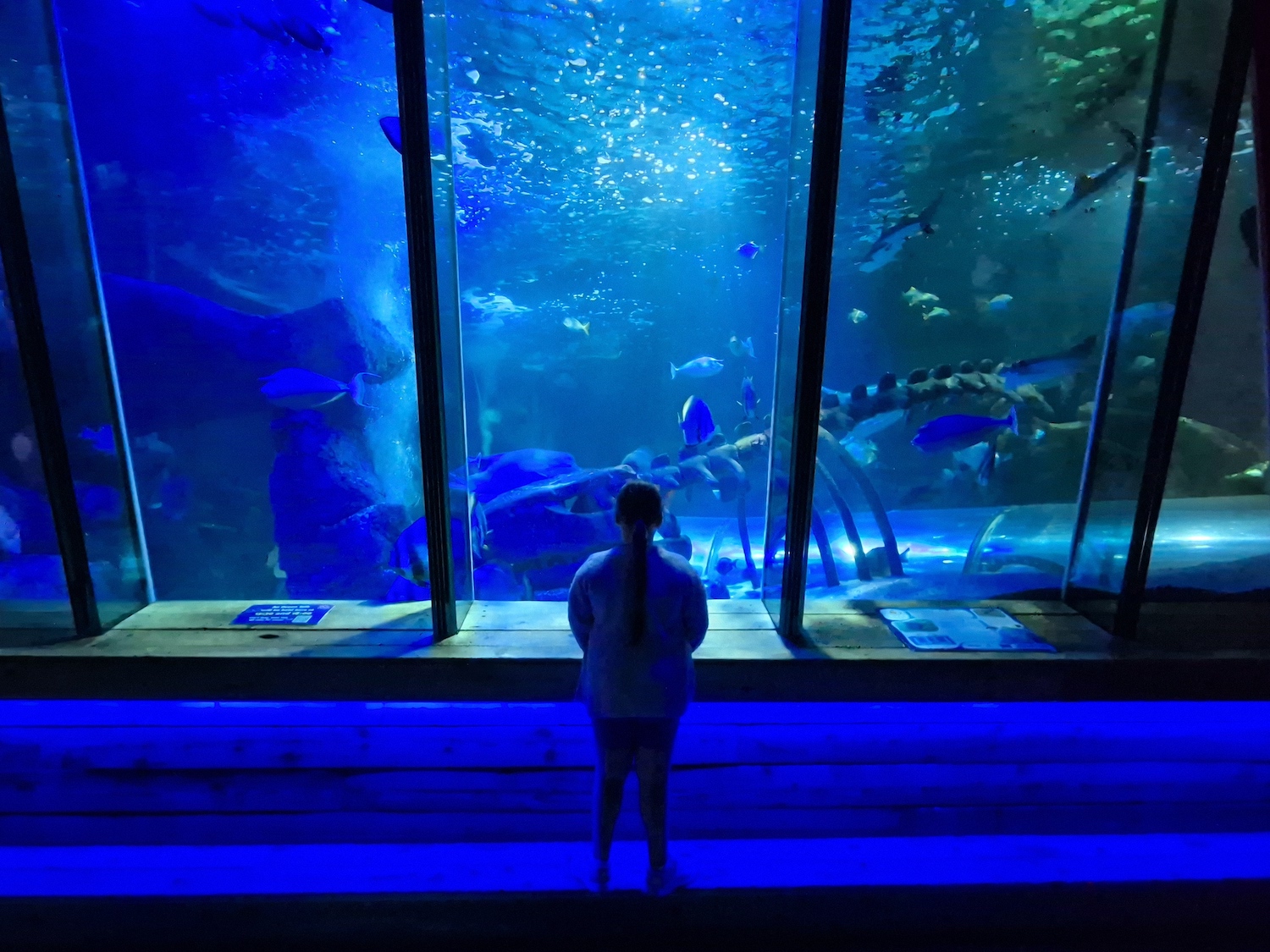 Erin stood in front of a large fish tank