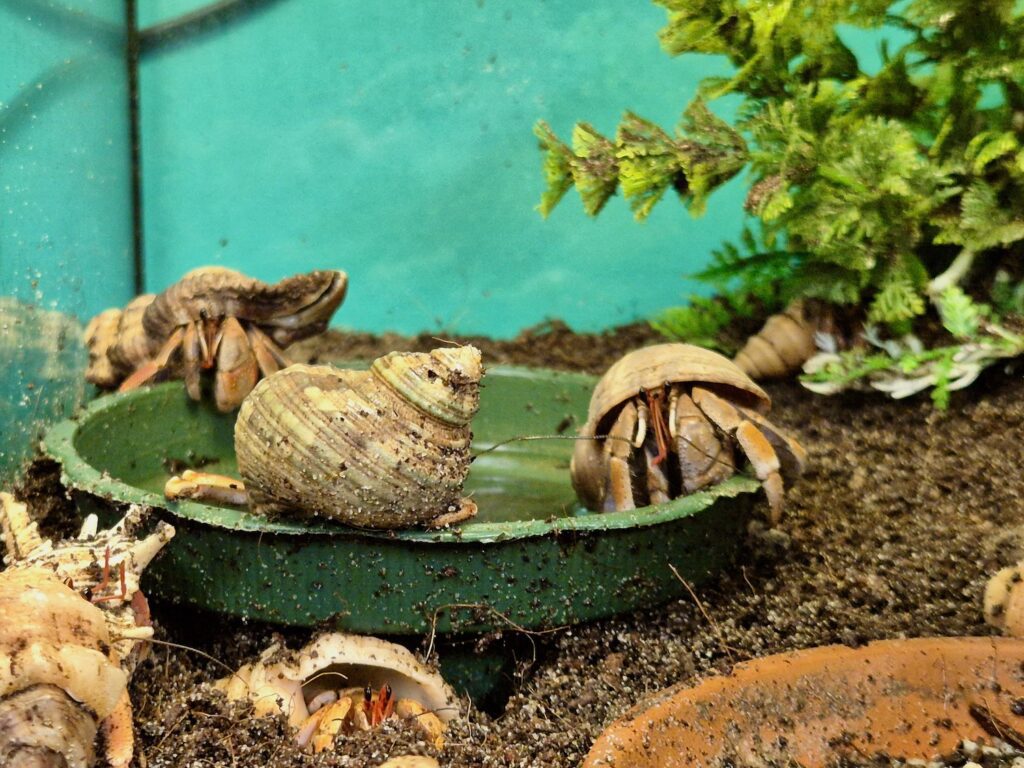 Crabs at The Bug Parc