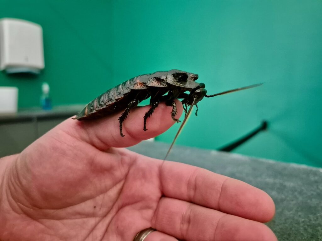 Holding a huge cockroach