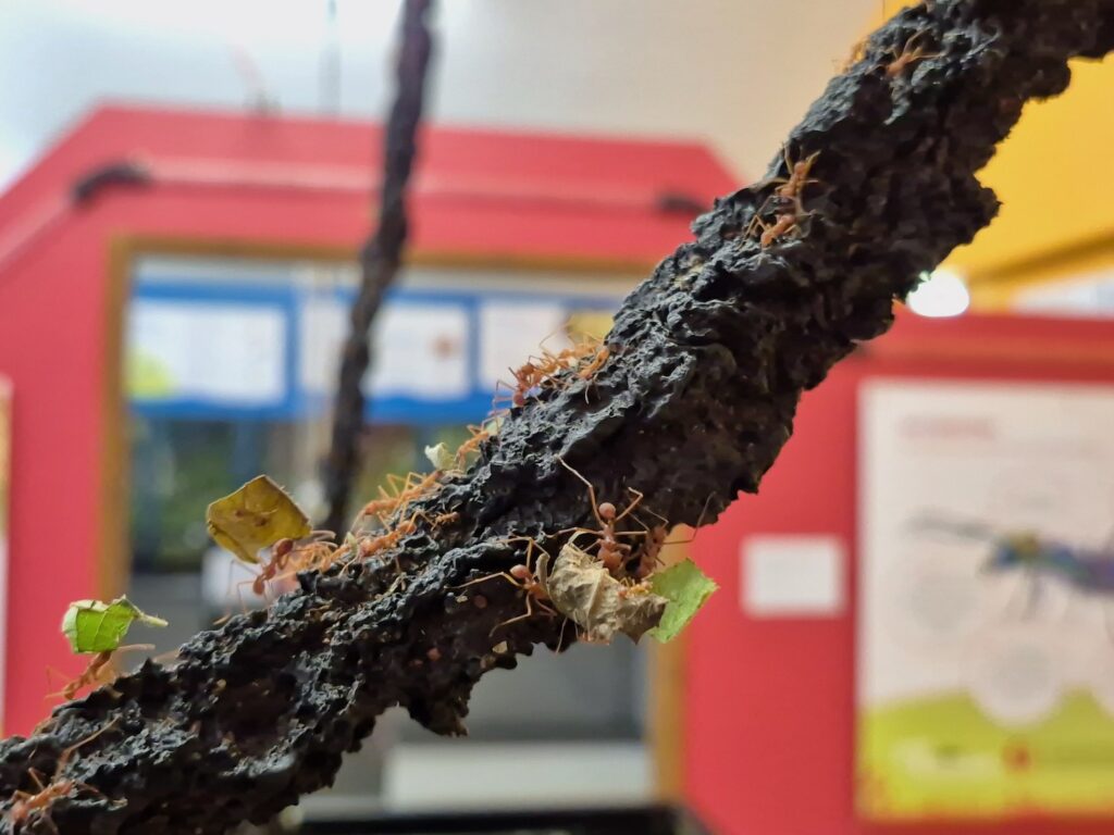 Leaf cutter ants walking on a rope