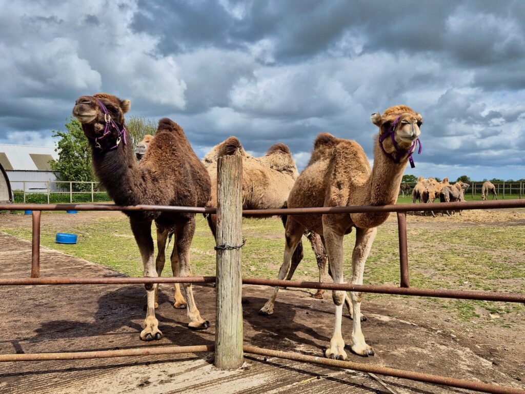 Two camels standing by a fence at Camel Park Oasis in Suffolk, looking curious and friendly.