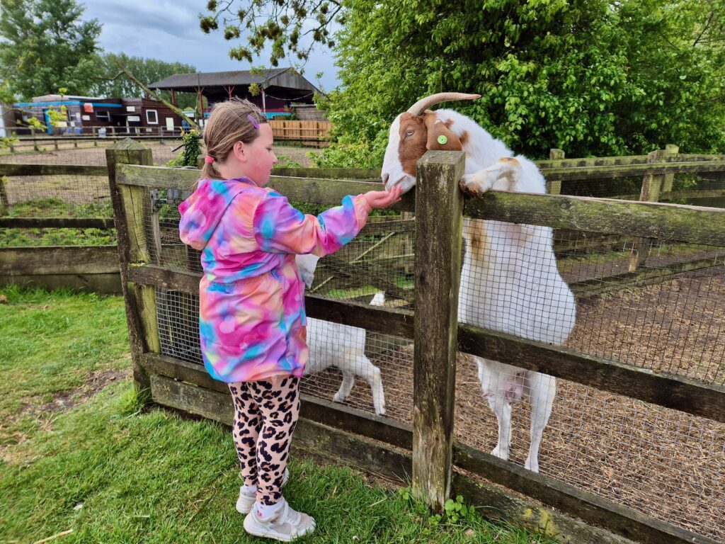 Young girl feeding a goat over a wooden fence at Camel Park Oasis in Suffolk, with another goat nearby and farm buildings in the background.