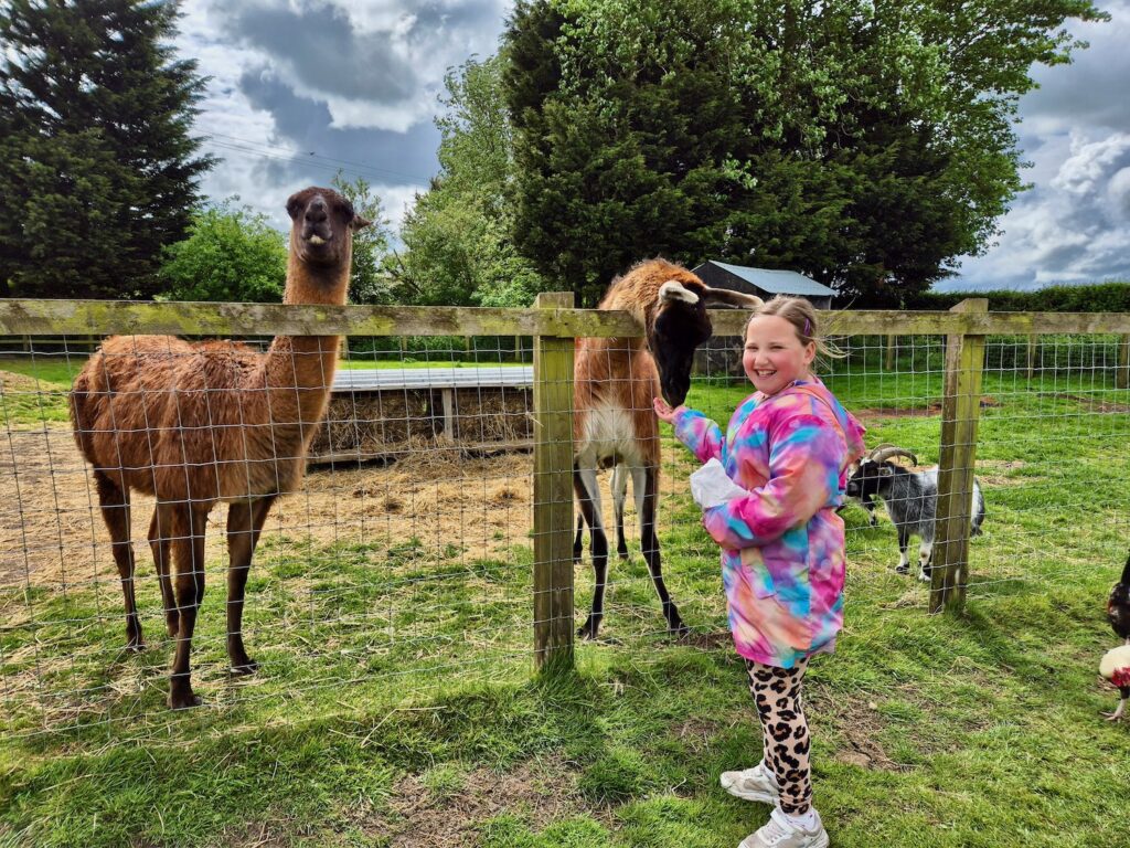 Our daughter absolutely loved getting up close to the llamas at Camel Park Oasis. The animals were gentle and curious, and she had a fantastic time feeding them through the fence.