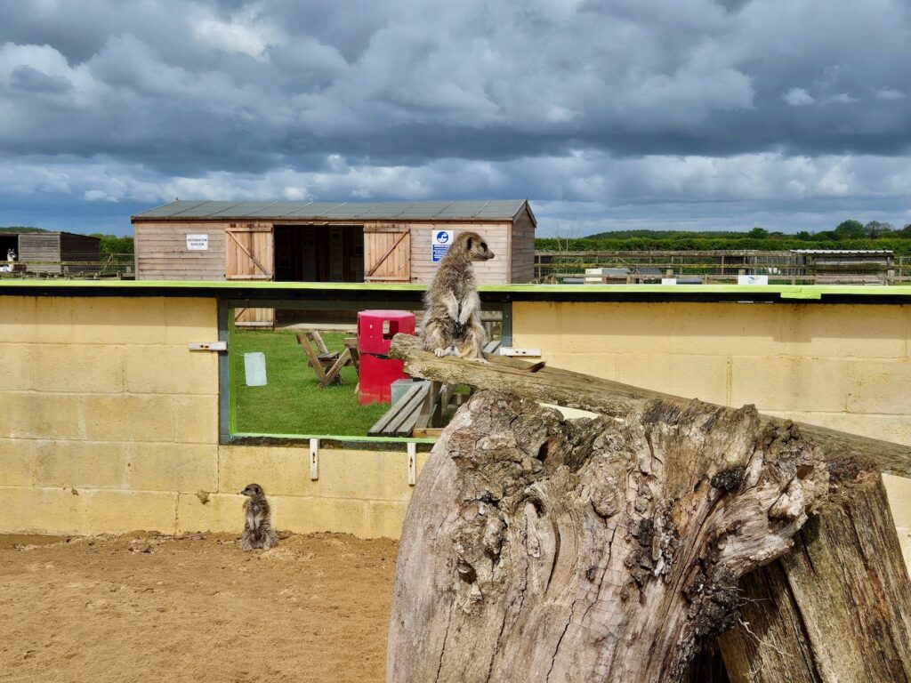 Two meerkats at Camel Park Oasis, one standing on a log lookout post and the other on the sandy ground.