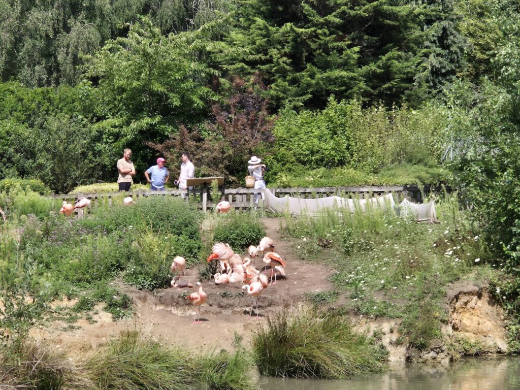 A group of flamingos near a pond with zoo visitors observing from a wooden platform