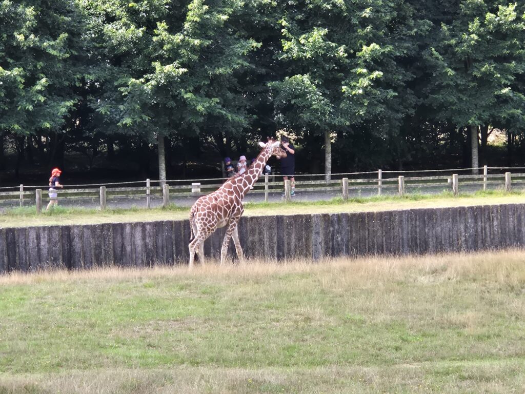 A giraffe walking through its enclosure at Banham Zoo with visitors watching from behind a fence