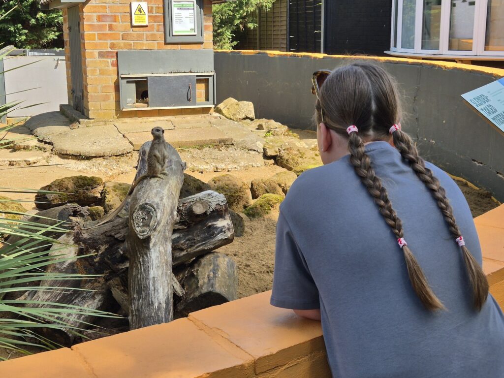 Child with braided hair watching a meerkat sitting on a log at Banham Zoo