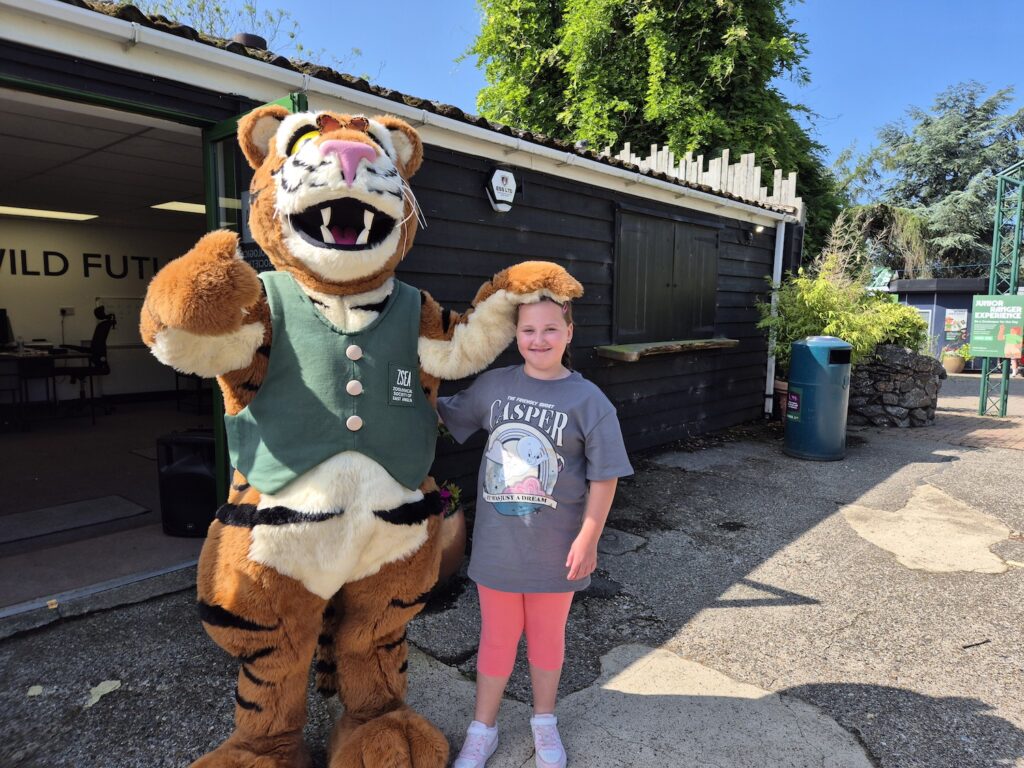 Child standing next to the Banham Zoo tiger mascot on a sunny day