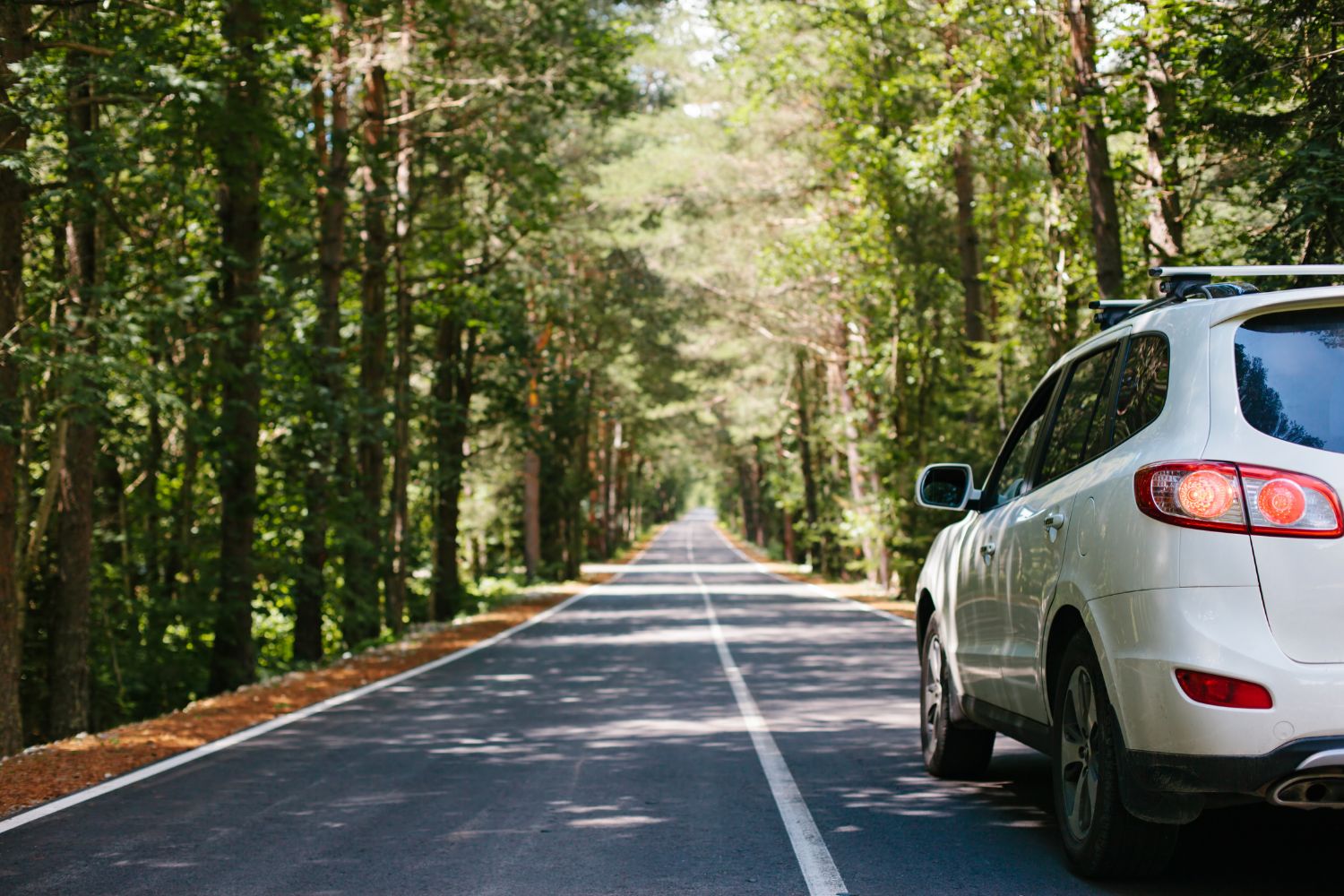 Driving car on a forest road amongst trees